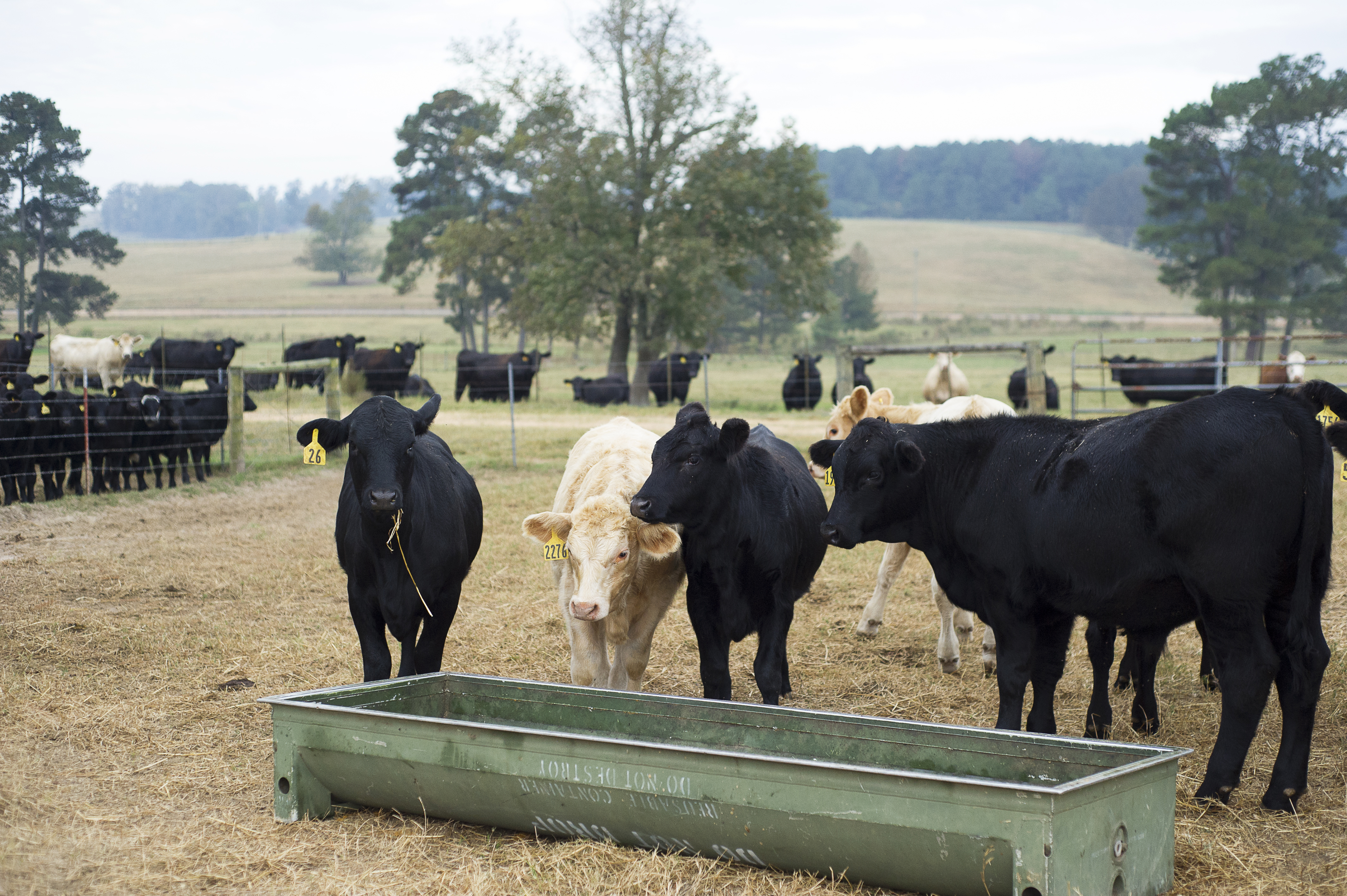 Forage production, cattle management take center stage Dec. 5 at conference near Alexandria