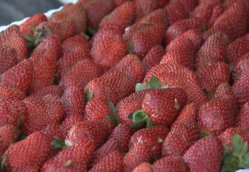 Louisiana strawberries nearing peak season