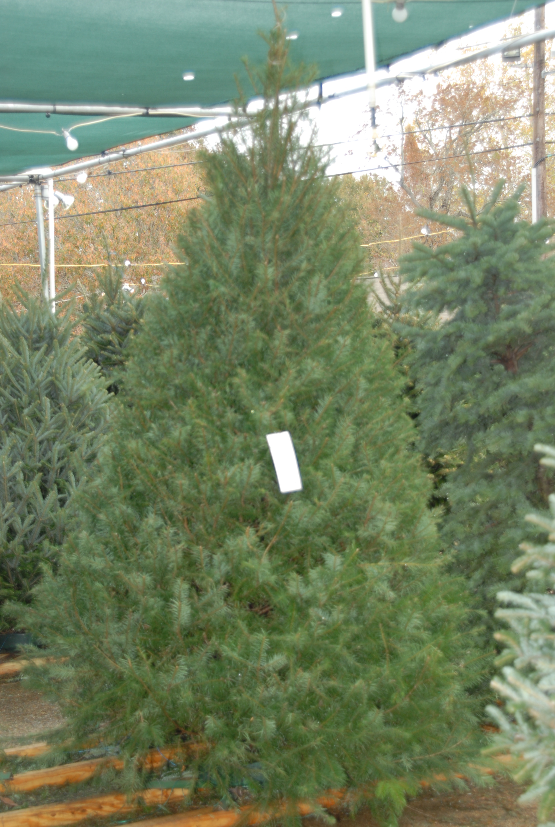 LSU AgCenter offers tips for selection, care of Christmas trees 