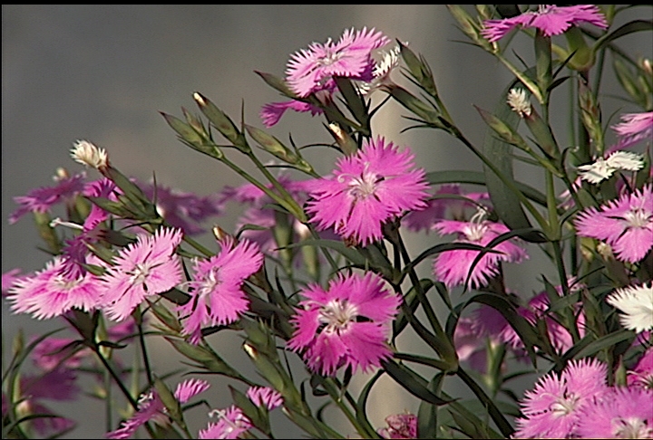 Tips for selecting fragrant plants