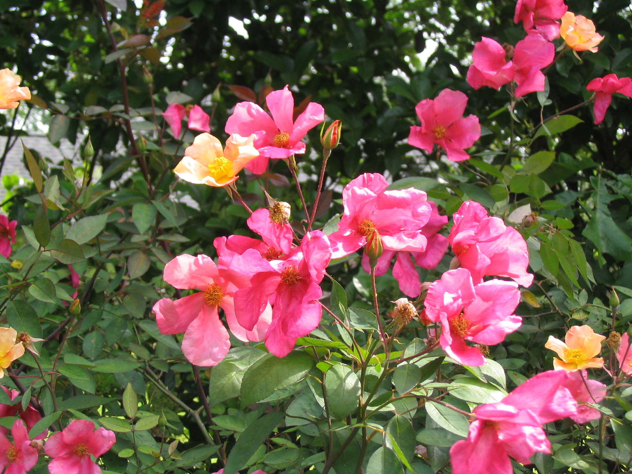 Plant roses in winter for beautiful blooms