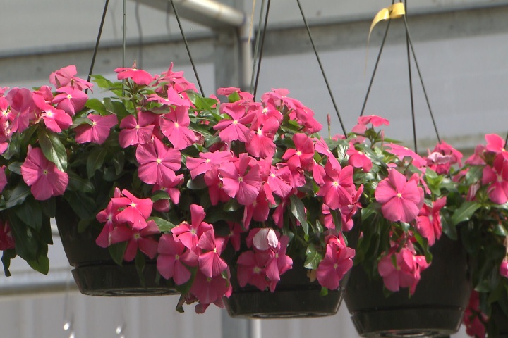 Hanging baskets offer unique perspectives