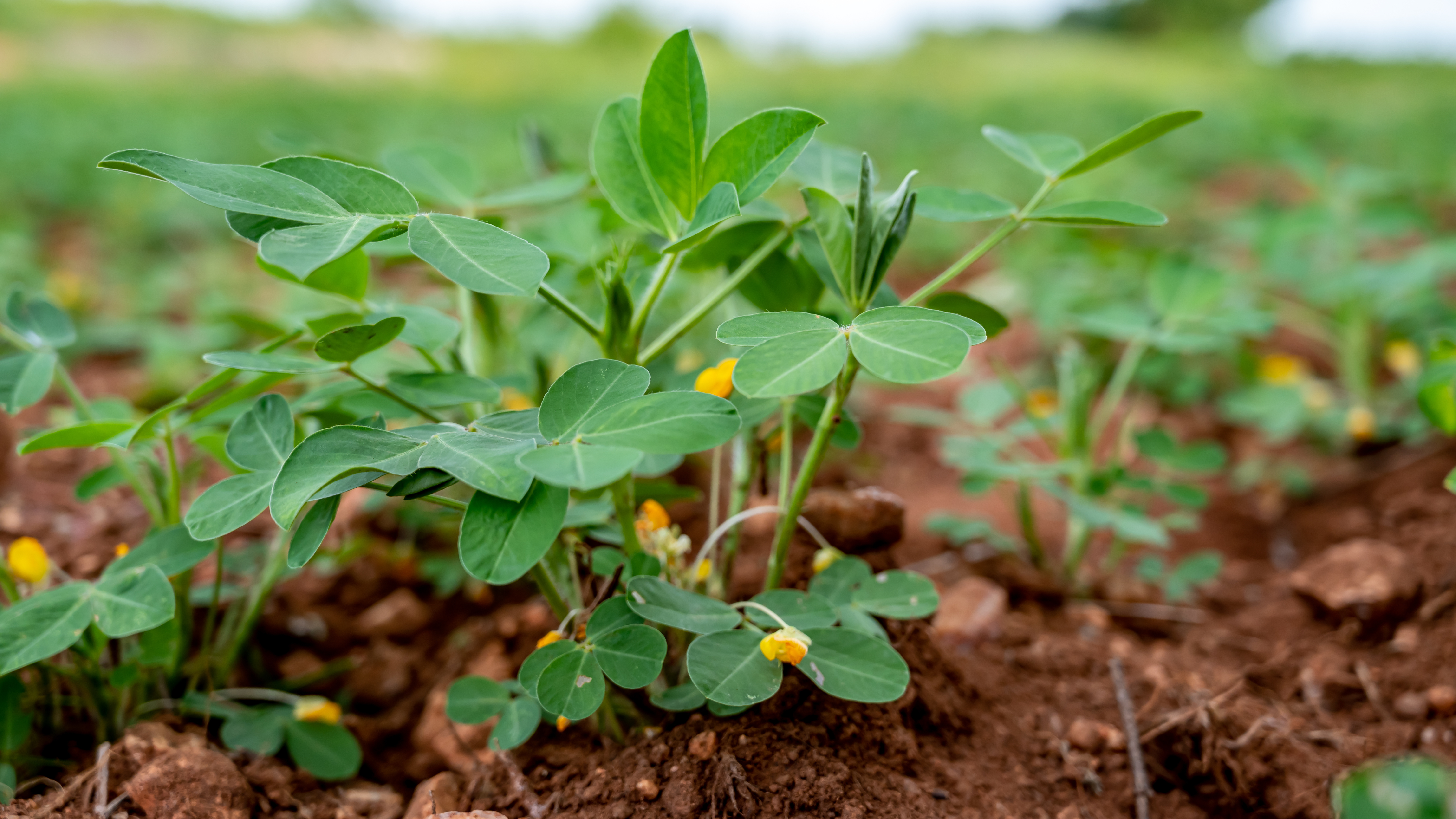 Challenging Myself and My Garden with Something New: Growing Peanuts in Louisiana