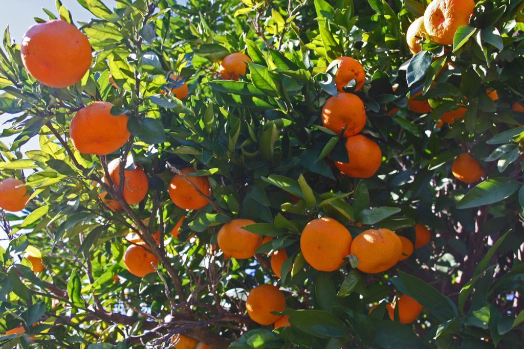 Shoots, Fruits & Flowers: Carpenter Bees, Mud Dauber, Olive Trees, and Cold Hardy Citrus