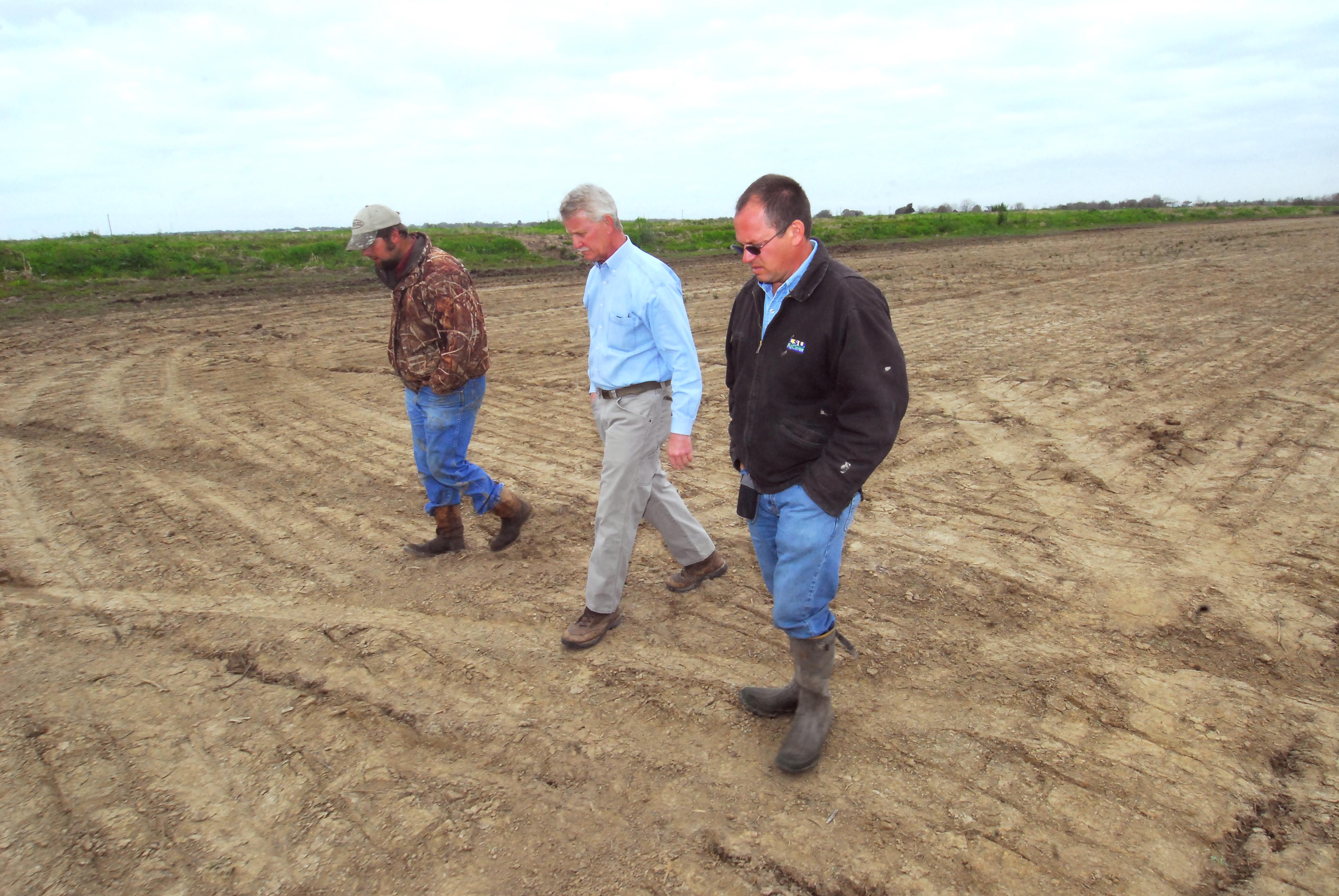 examining rice field