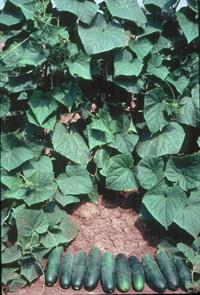 Deciding What to Grow in the Garden