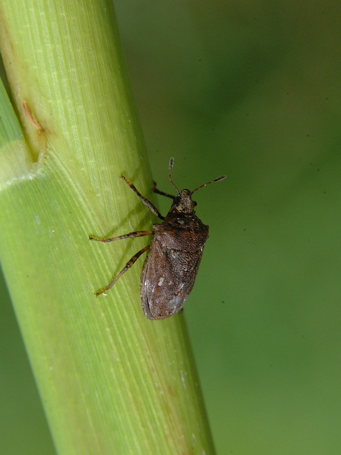 Amaurochrous Dubius Adult