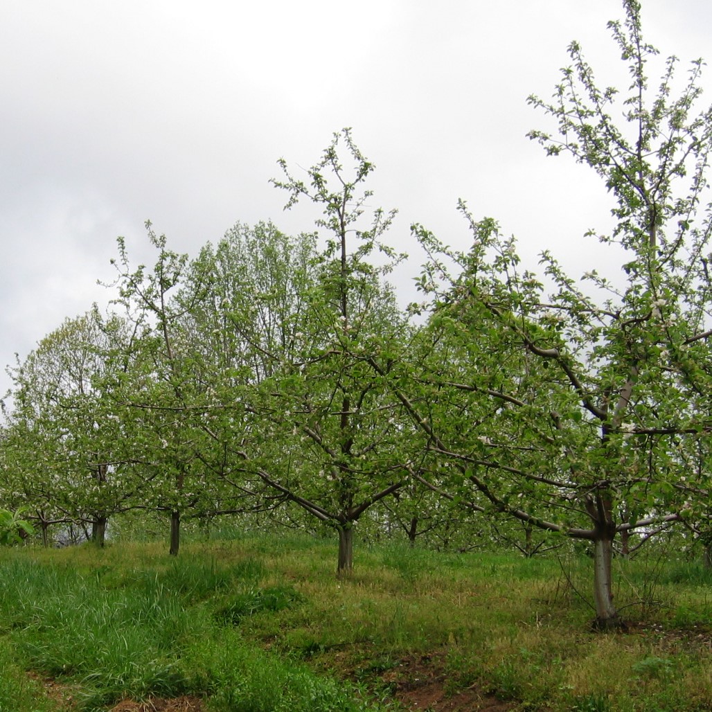 Training and Other Care of Apple Trees