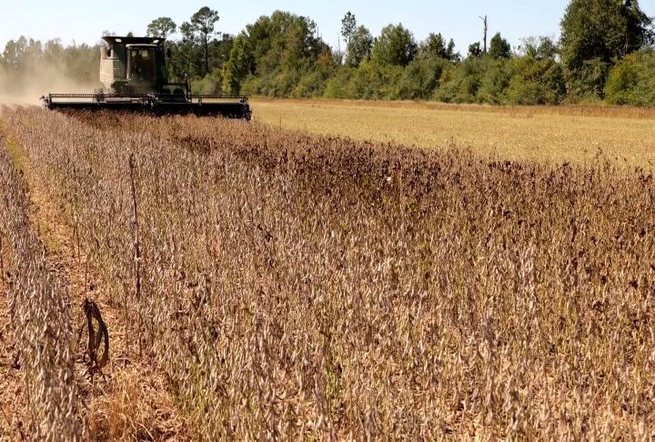 Soybean harvest winding down and damage is significant to early-planted beans