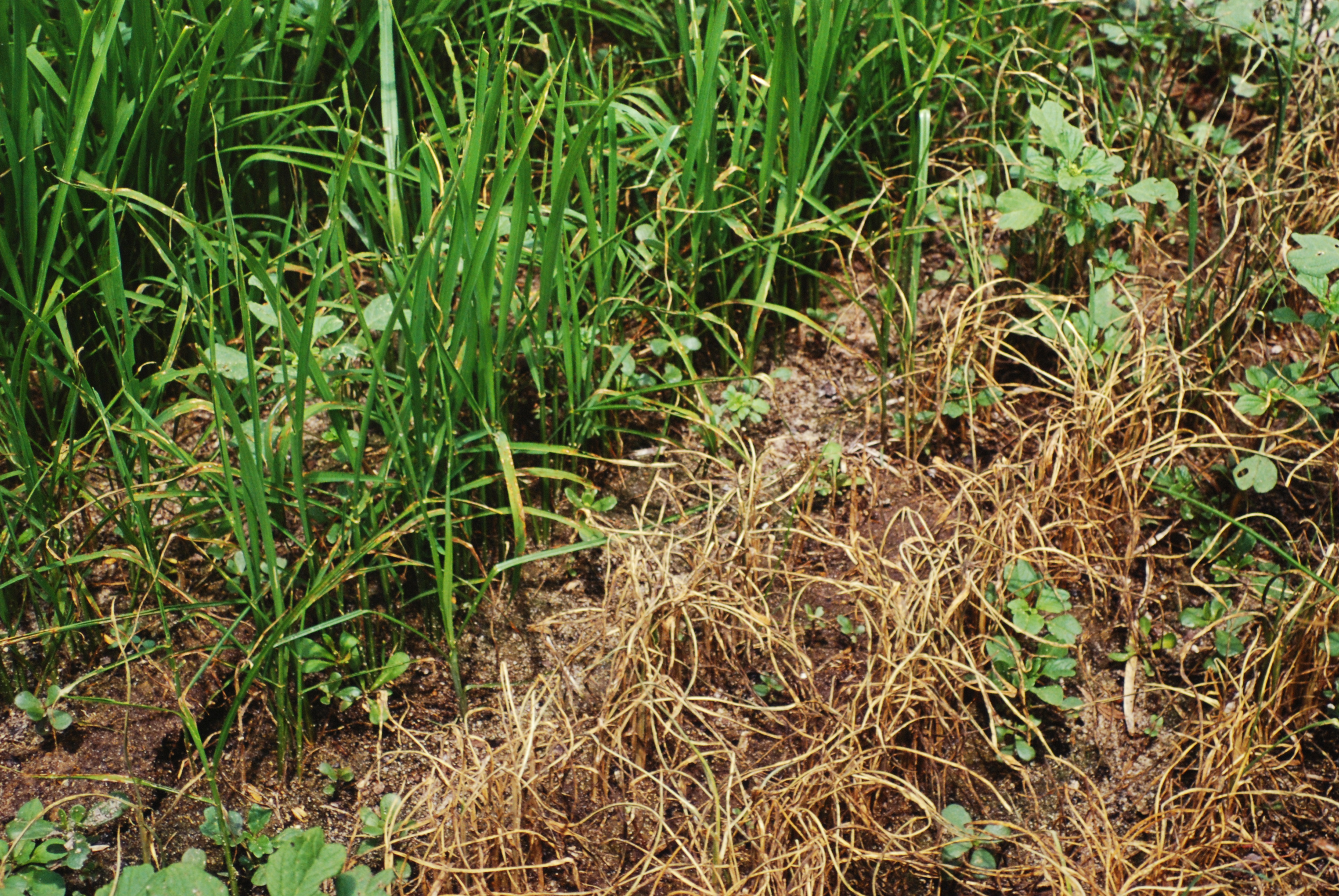 Screening for Leaf Blast Resistance