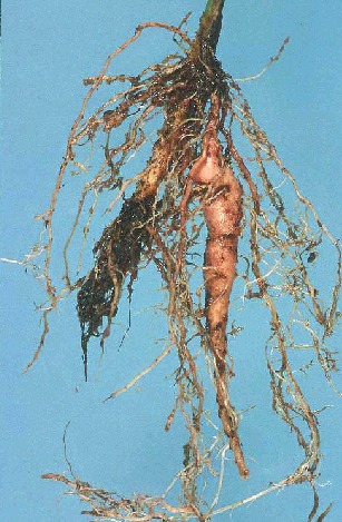 Root-knot Nematode