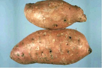 Photo of bumps on root-knot