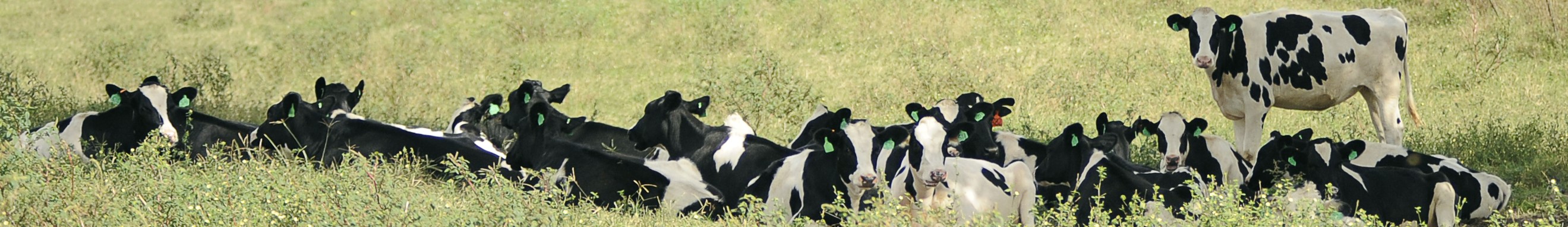 Picture of Cows
