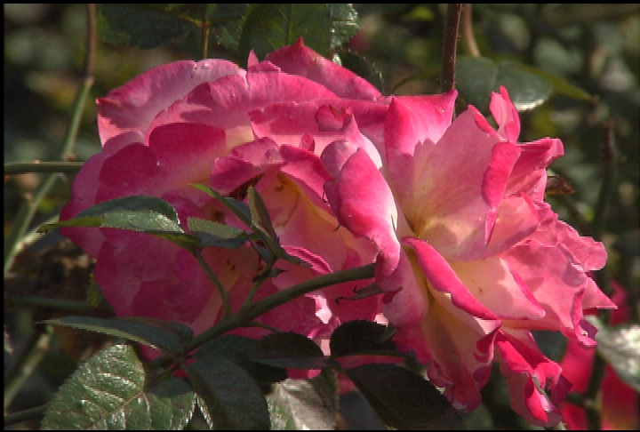 Caring for roses during winter