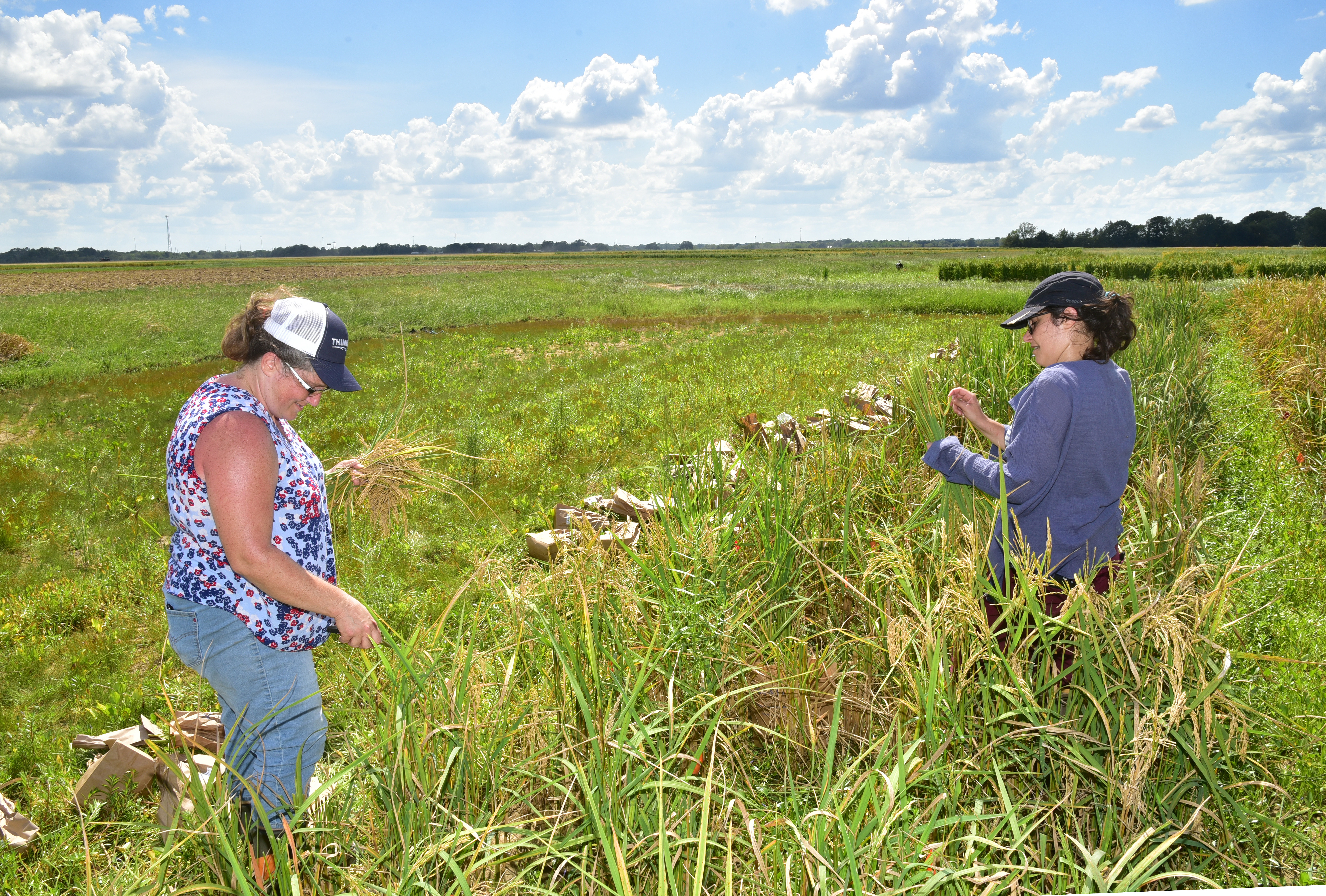 Researchers bringing rice ancestors back for new variety development