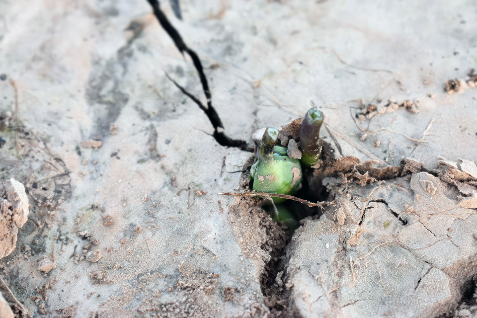 Closeup of a soybean seedling growing in the dirt.