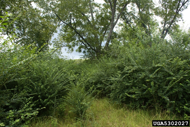 Dealing with Privet Problems