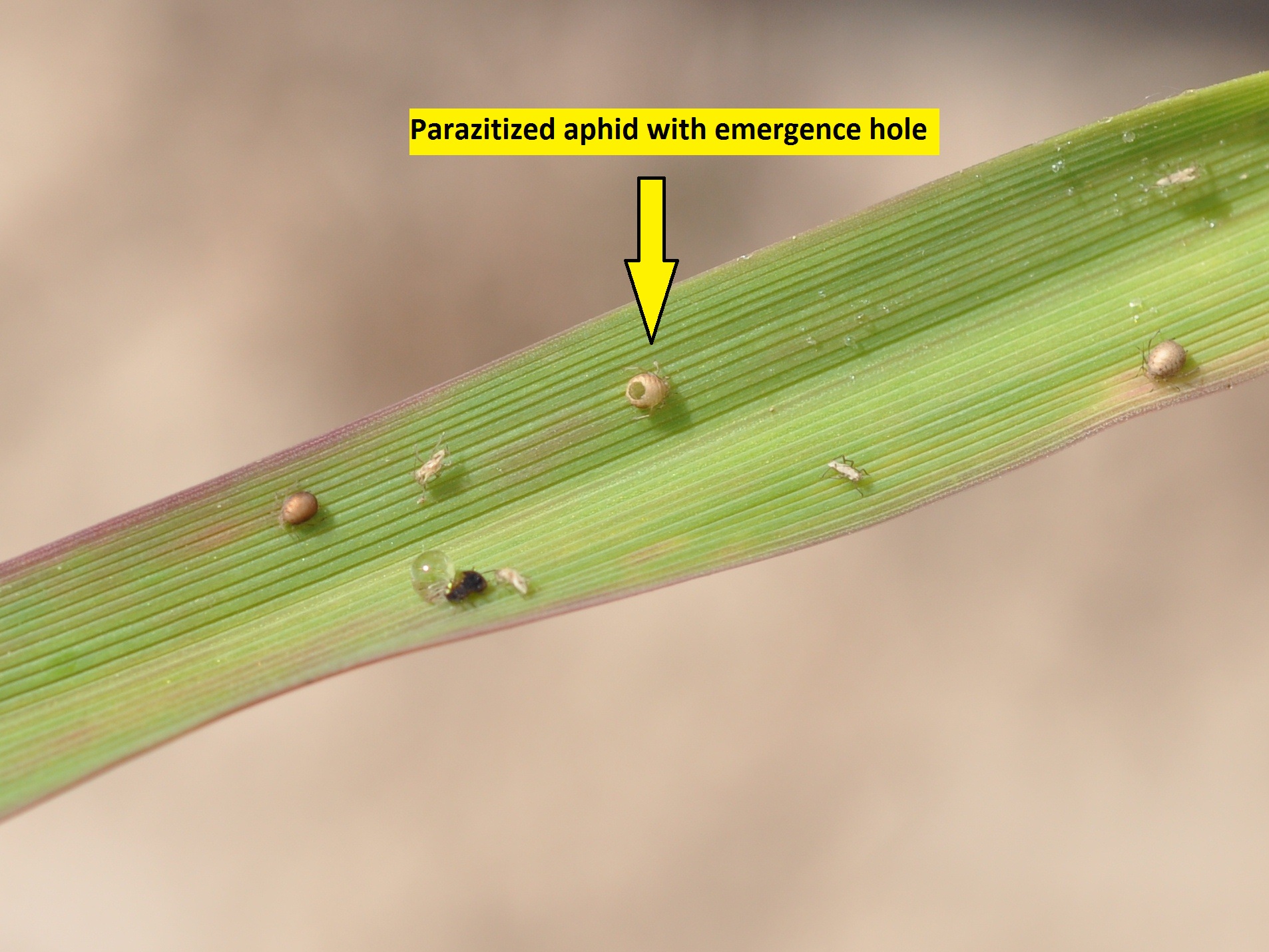 Wasp-parasitized Aphid