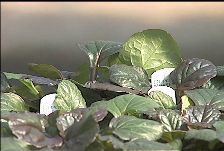 Consider perennial ajuga for a small ground cover