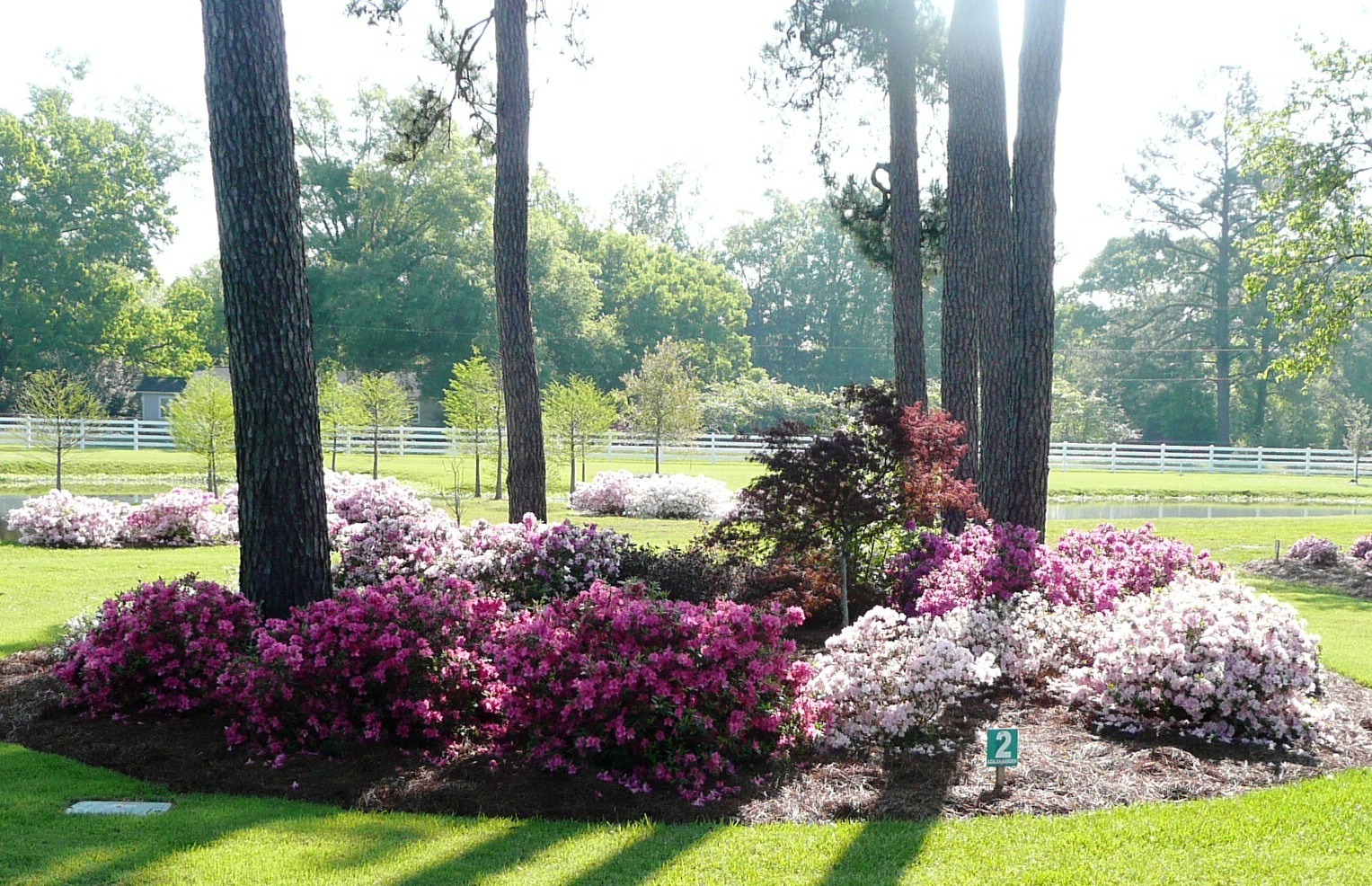 Azalea season is here