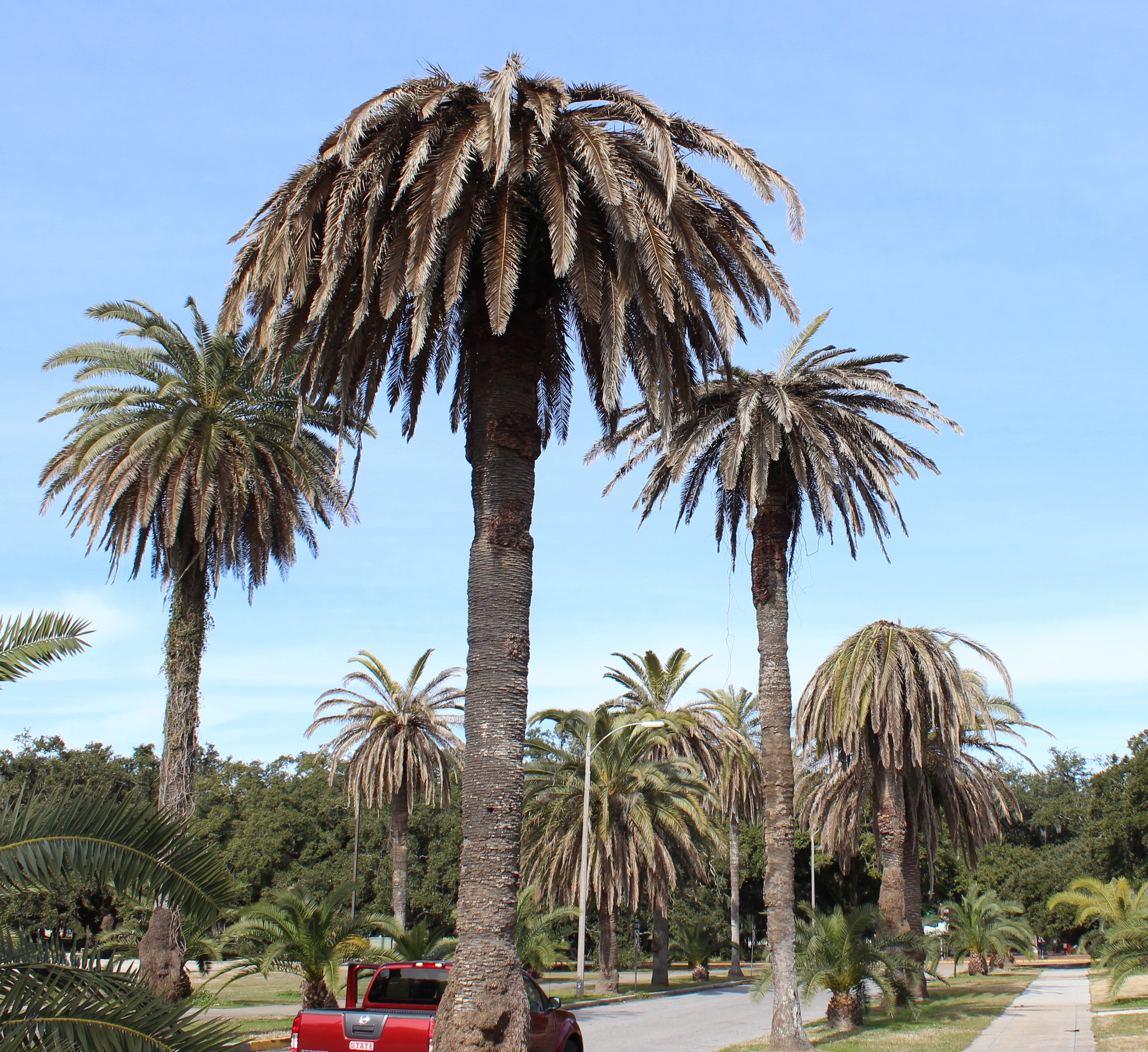 Fatal palm disease detected in New Orleans