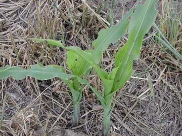 True Armyworms and Chinch Bugs in Corn