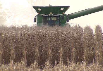 Louisiana corn harvest producing good results