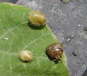 Pest Alert: Kudzu Bugs Found in Madison Parish, Louisiana