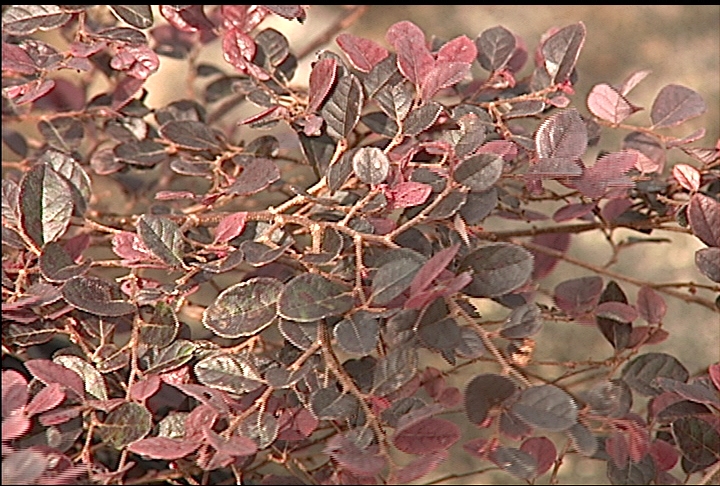 Loropetalum can be trained into shrub or tree