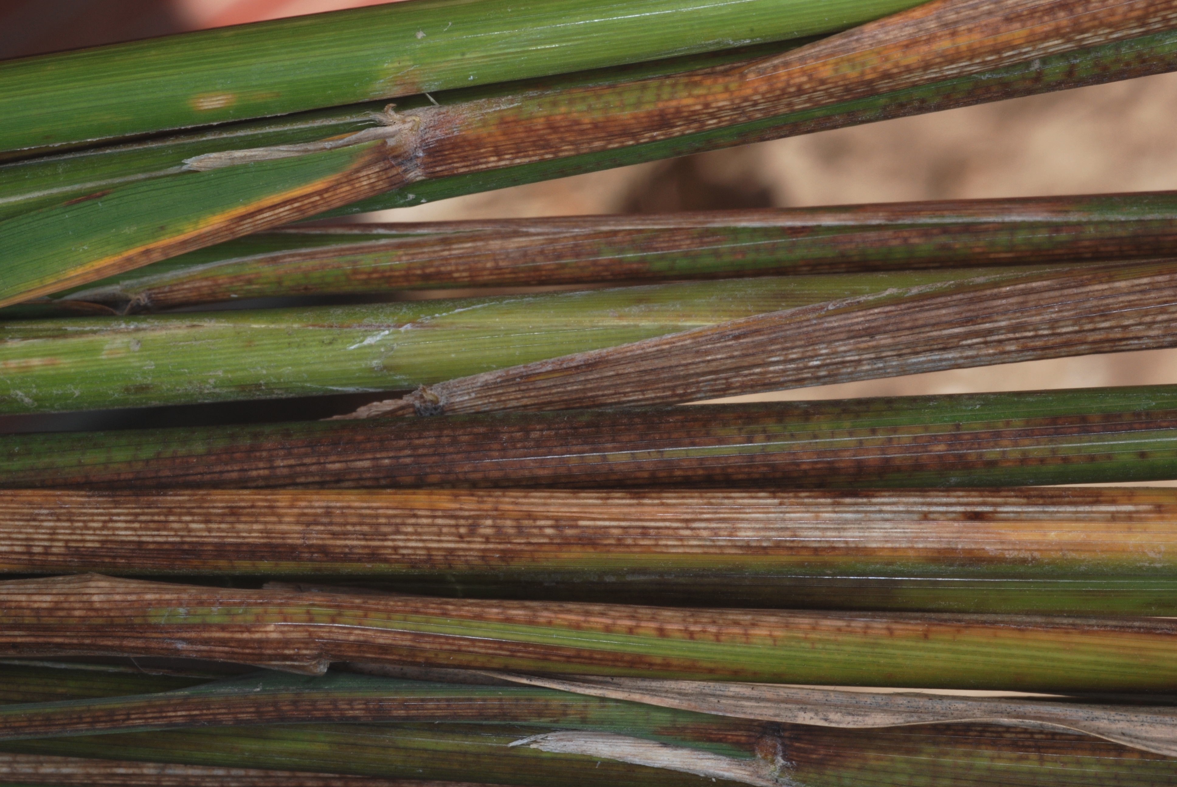 Leaf Sheath Infection