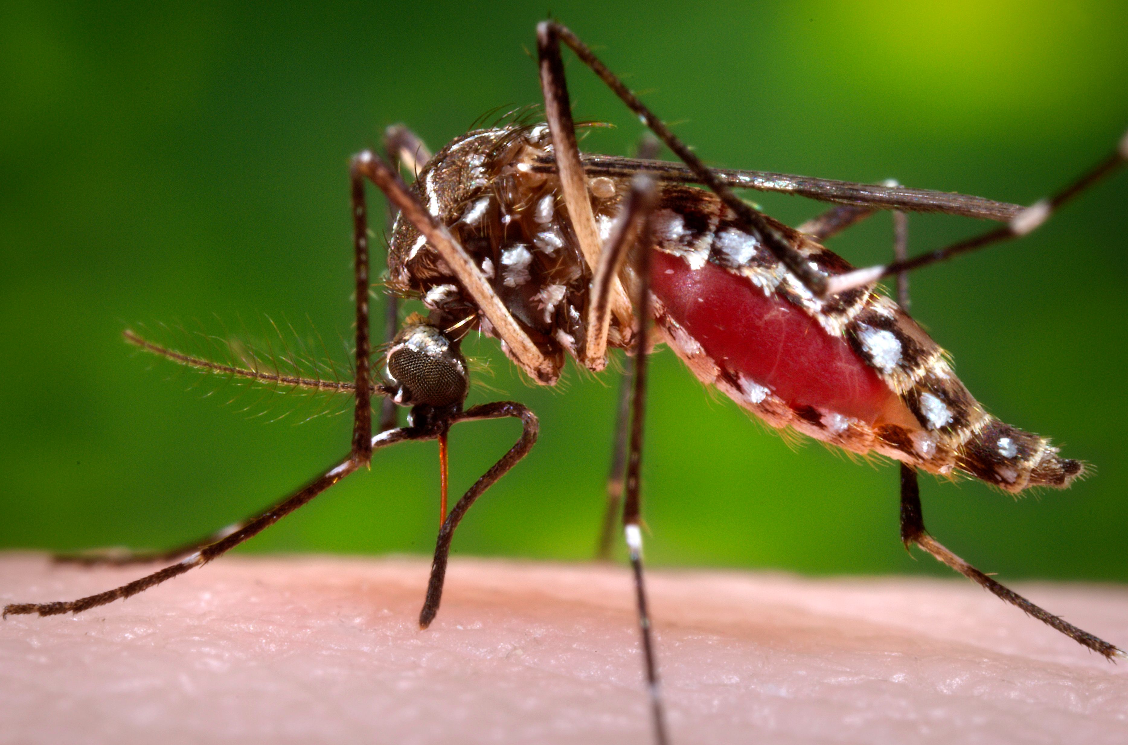 Mosquitoj.jpg thumbnail