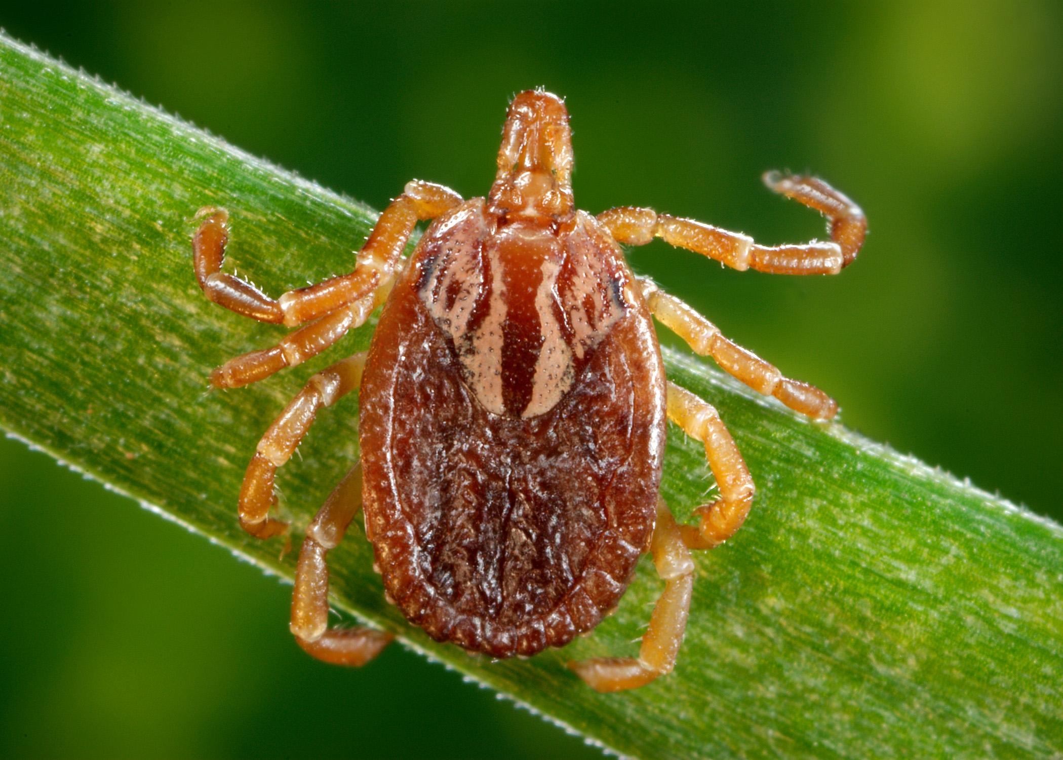 Tick2.jpg thumbnail