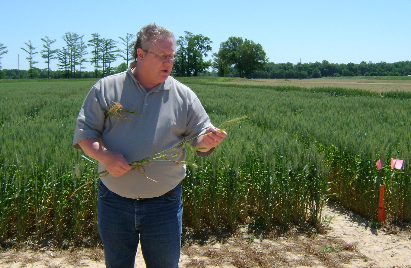 La. wheat acreage down, but crop faces few problems