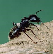 23_fig_1_carpenter_ants_USFSjpg