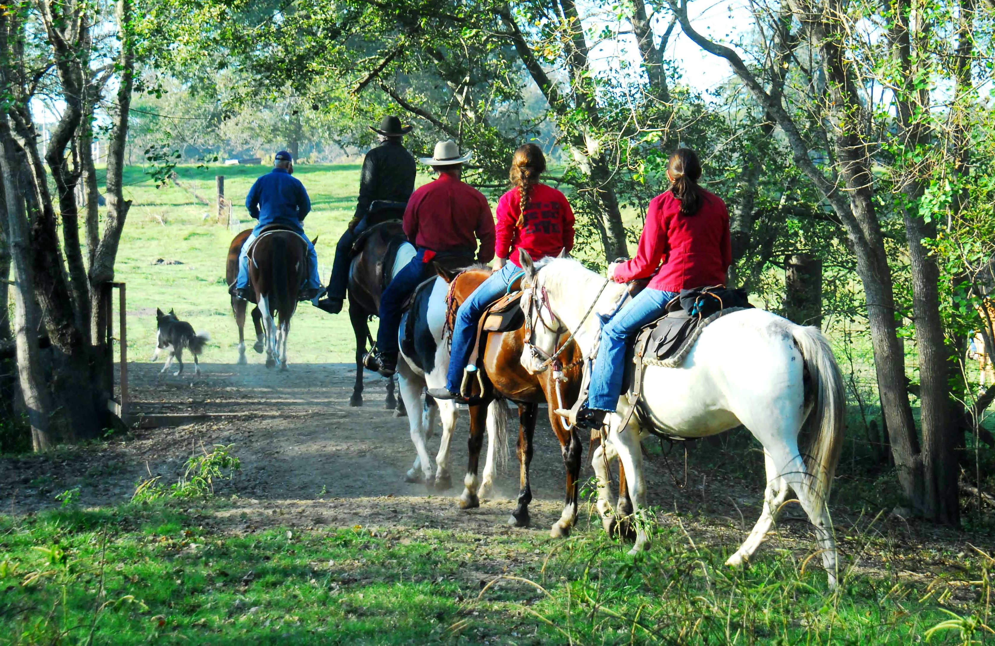 horses crossing a bridge