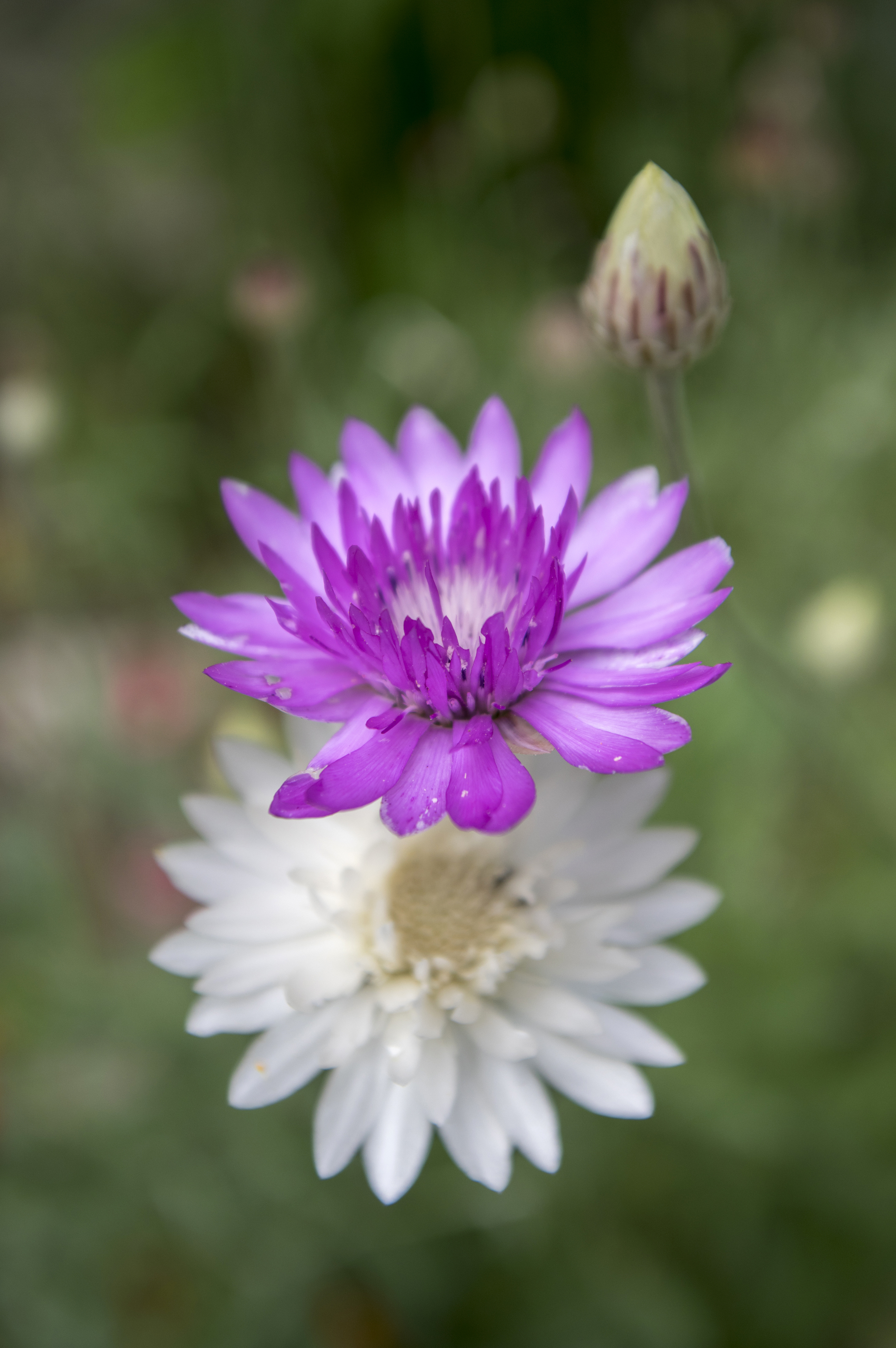 Closeup of one purple and one white paper flower.
