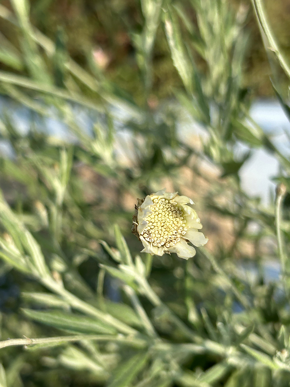 Closeup of a paper flower growing on a bush.