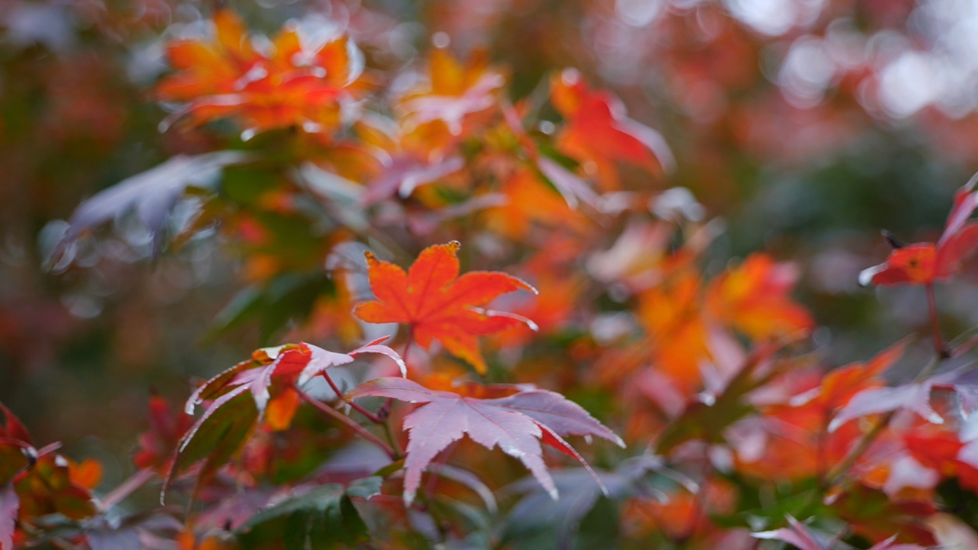 Japanese maples provide accent to landscapes