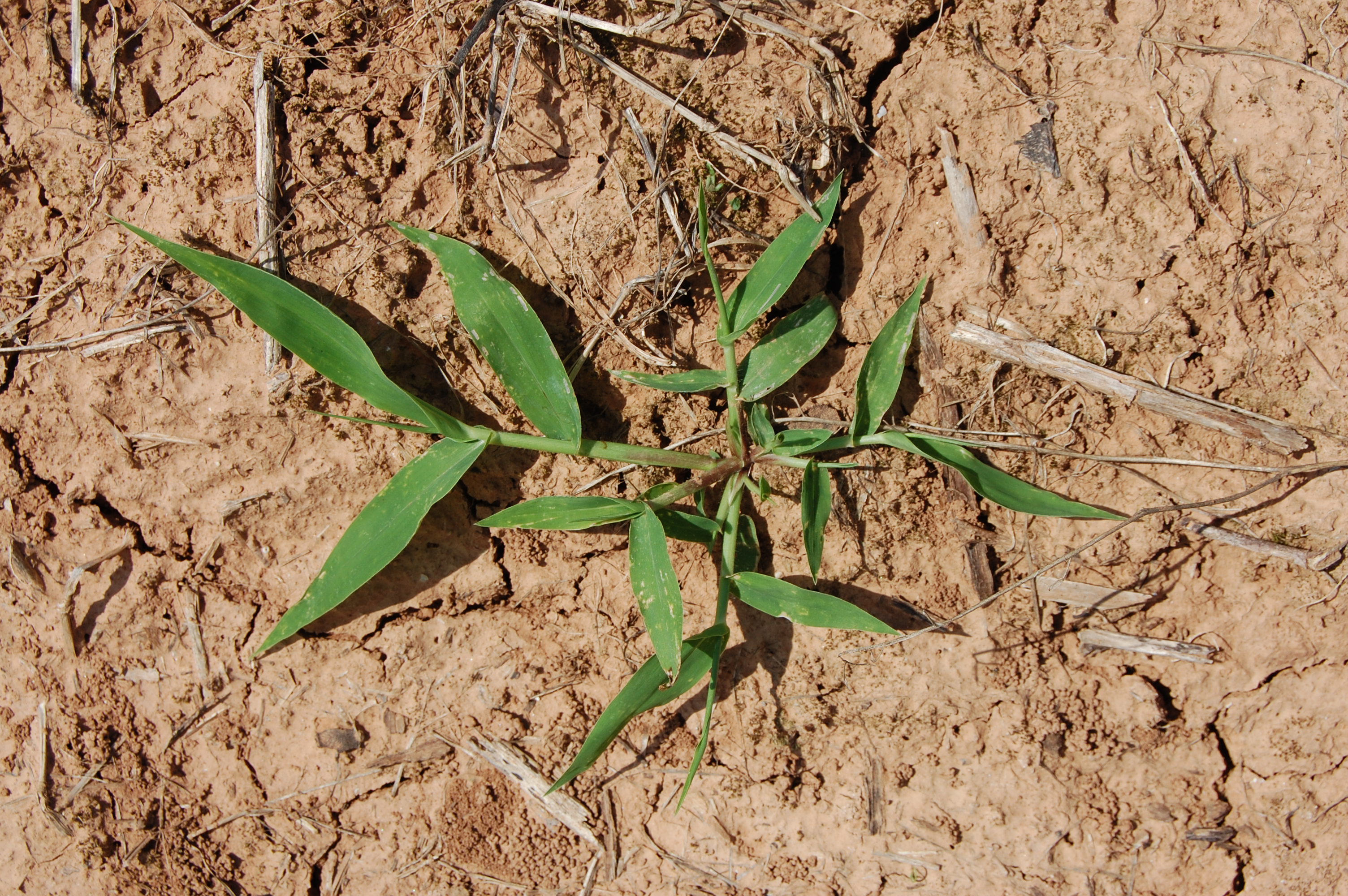 Weed Management