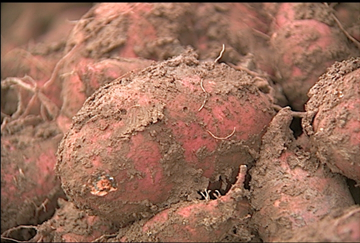 Rainy weather could ruin another sweet potato crop
