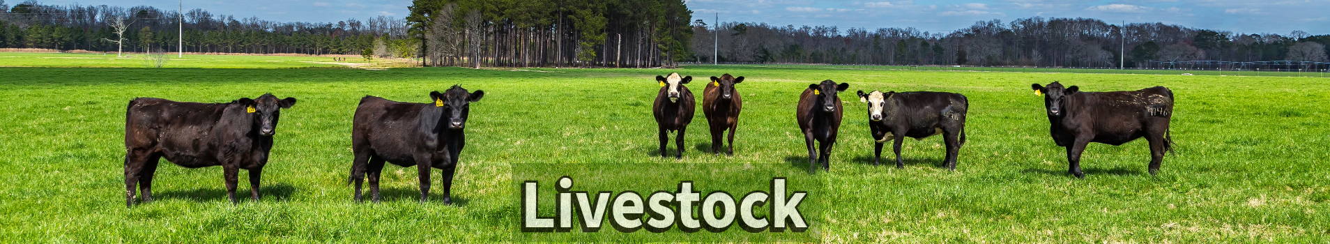 East Baton Rouge Livestock banner.