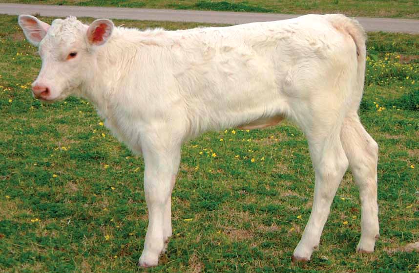 Cattlemen Pleased with Cloned Calf, Thanks to LSU AgCenter Research