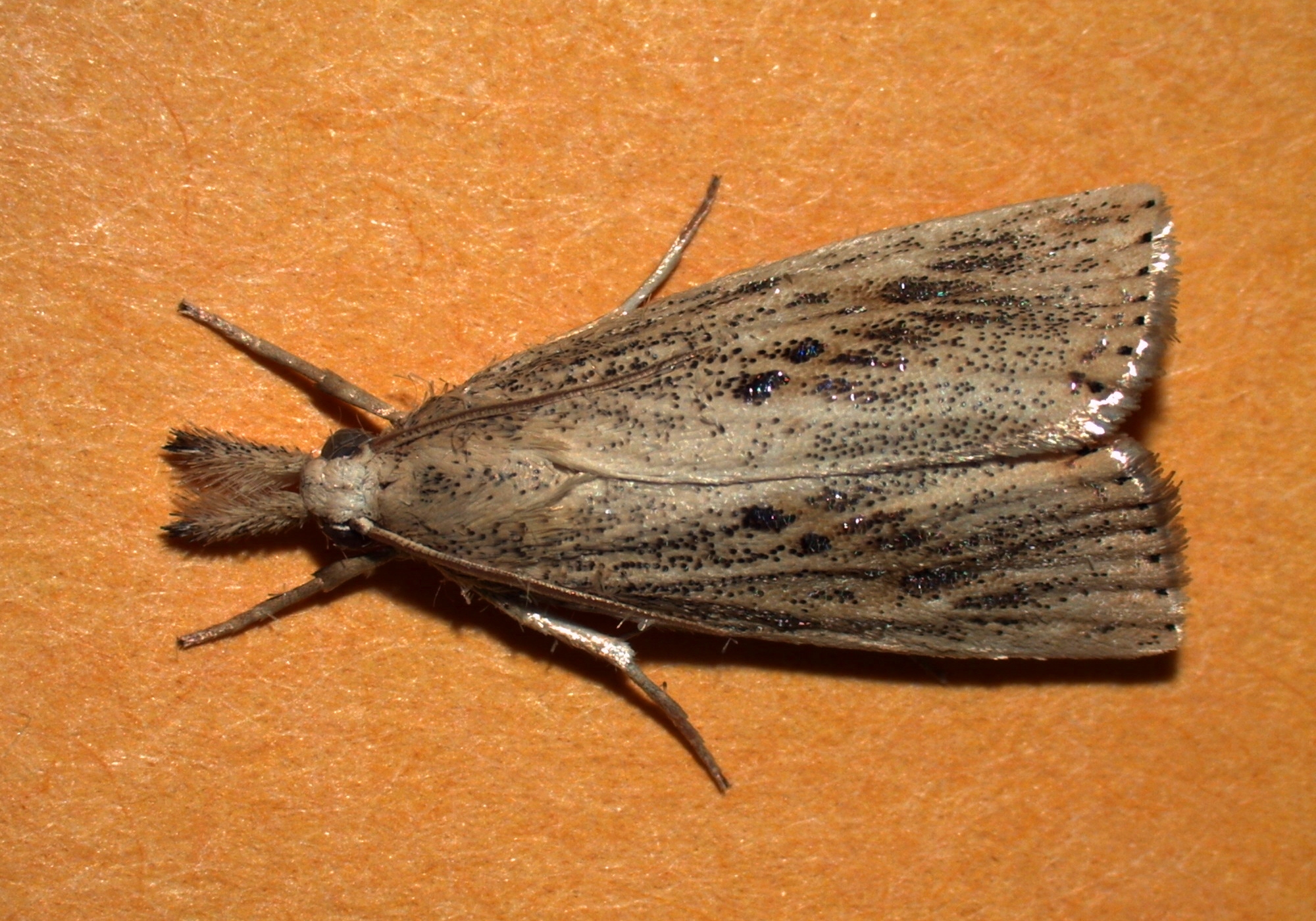 Rice Stalk Borer Male Moth