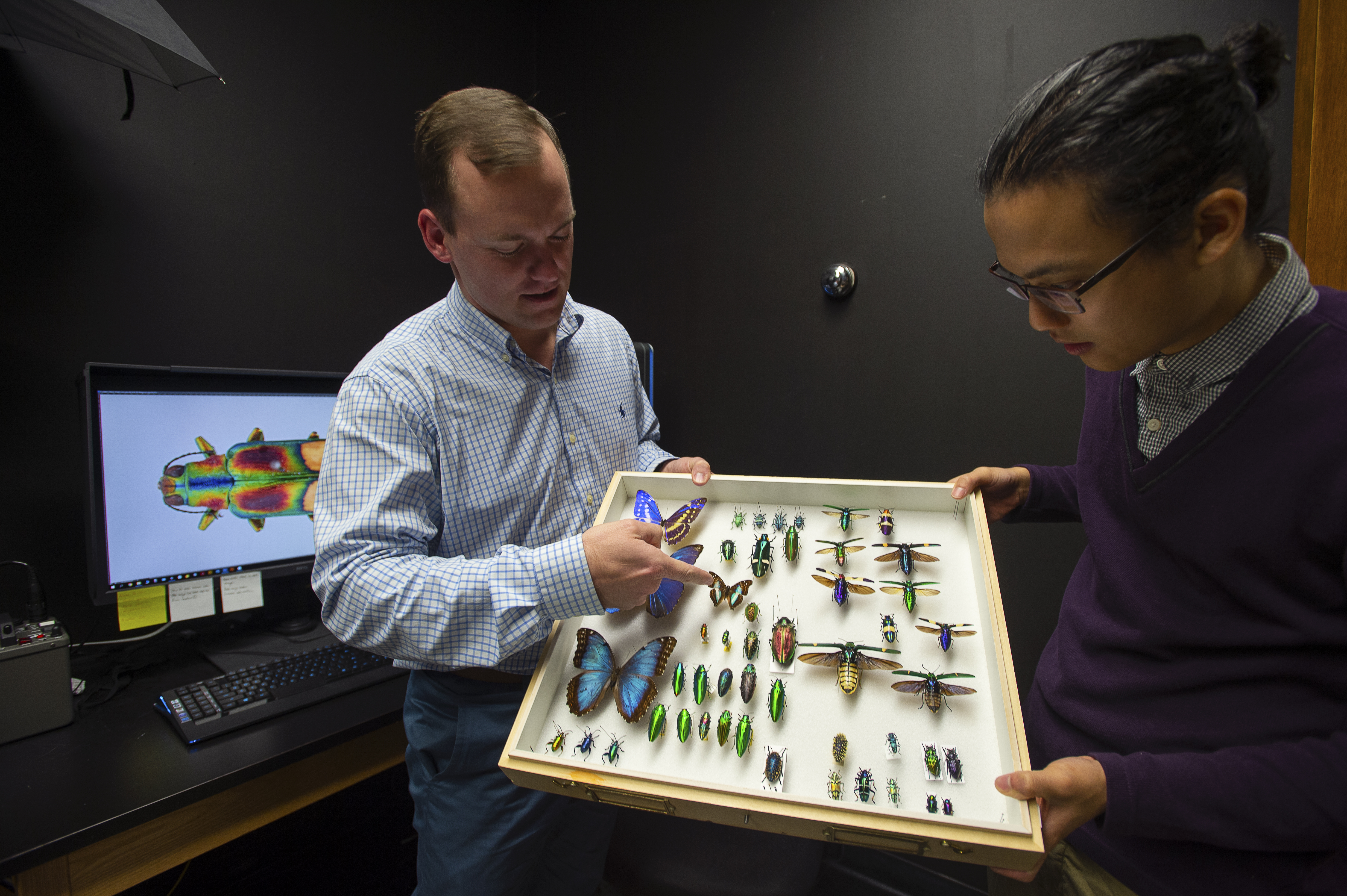 Nathan Lord: Understanding color in jewel beetles 