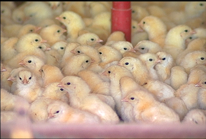 Louisiana poultry industry has setback