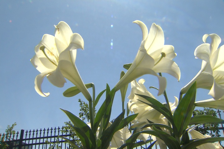 Easter lilies can be used in your garden