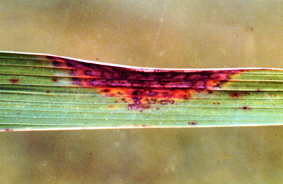 Chevron Leaf Scald Symptoms 2