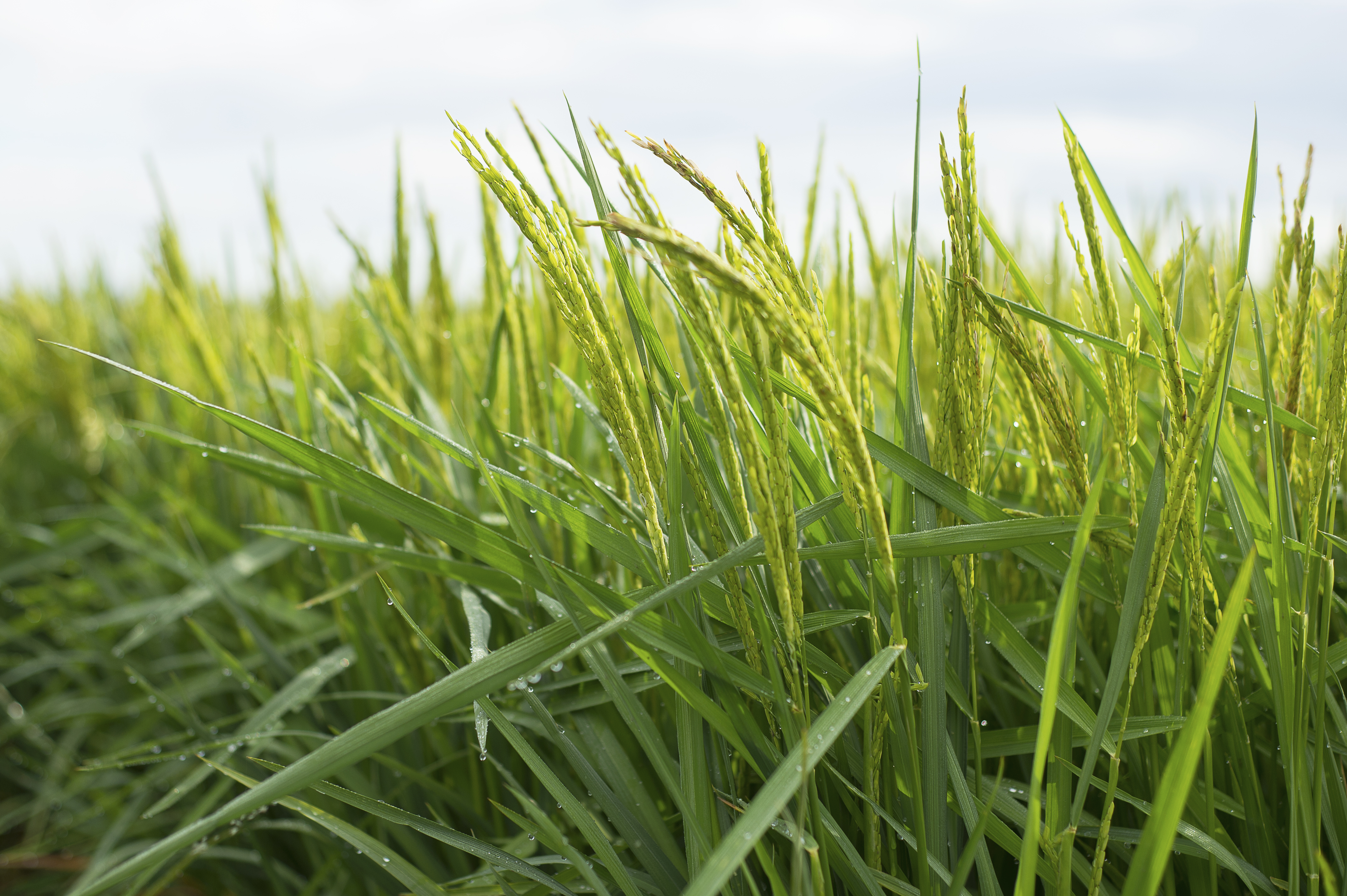 Best management practices for rice to be featured at Sept. 26 field day in Kaplan