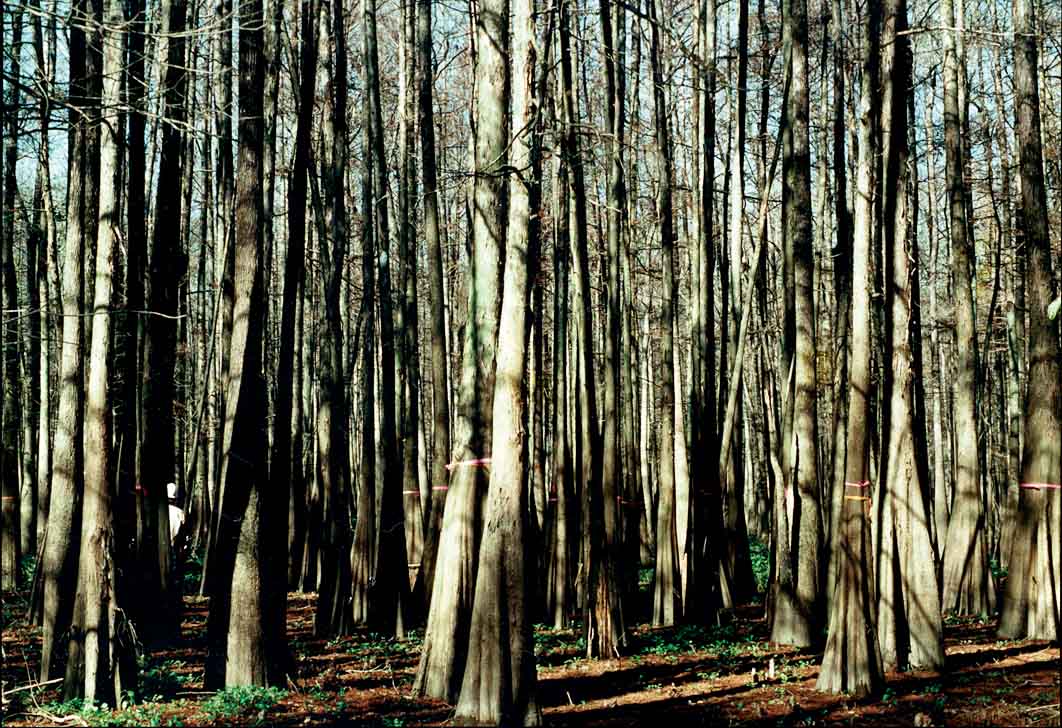 Baldcypress Site Relationships and Silviculture