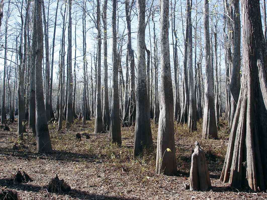 Figure 4. After 25 years, the site in the Atchafalaya Basin with more flooding